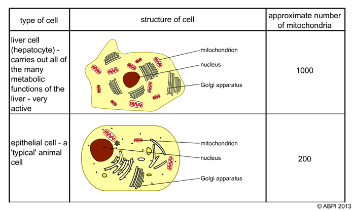 Cell Table