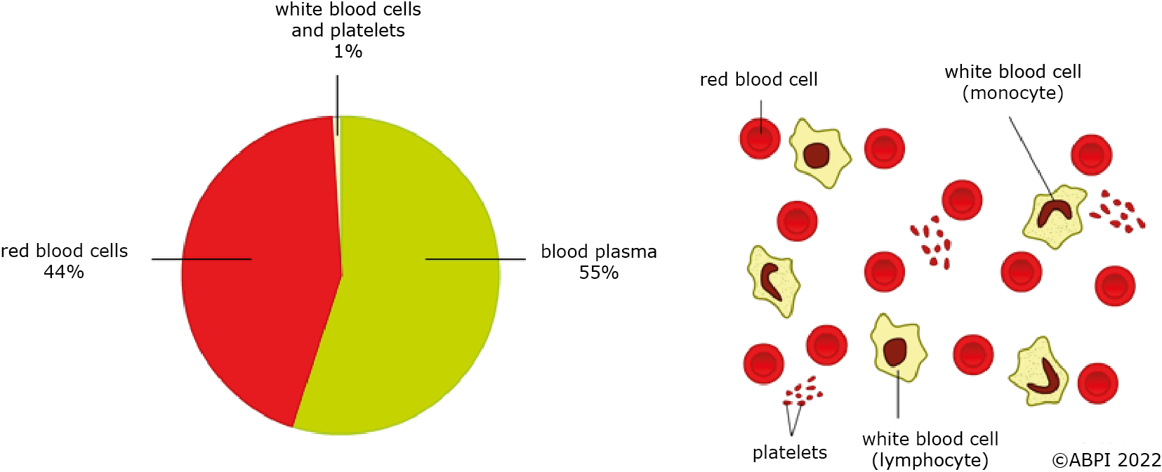 Blood Components JSU (1)