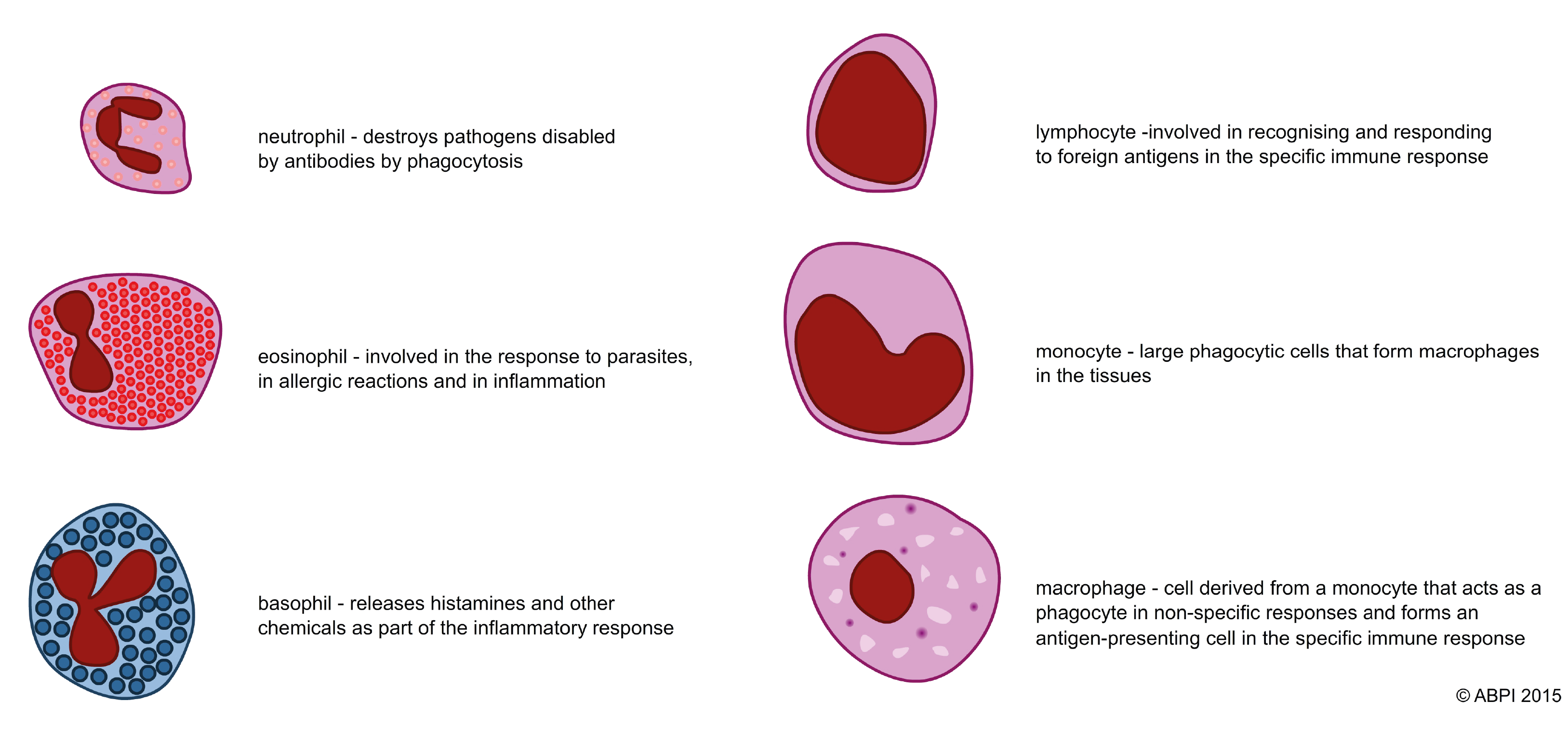 White Blood Cells Rearranged