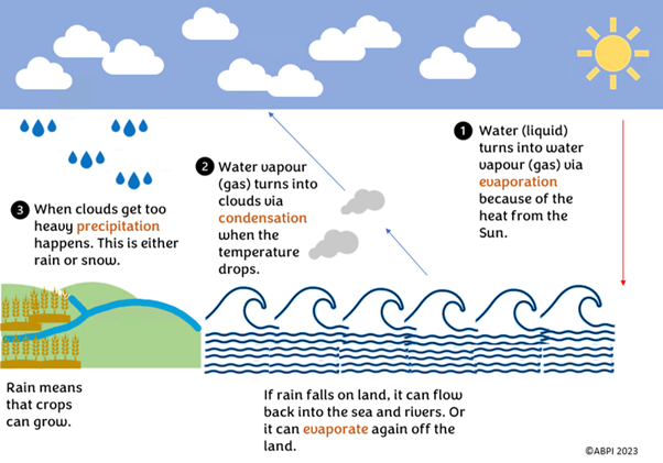 The water cycle