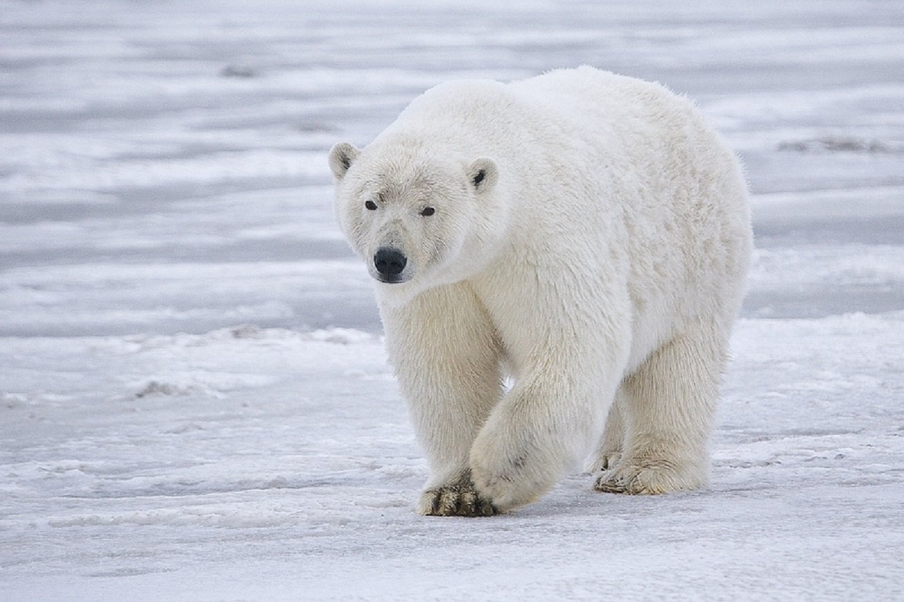 Polar Bear (1)