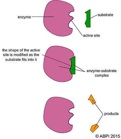 How do enzymes work?