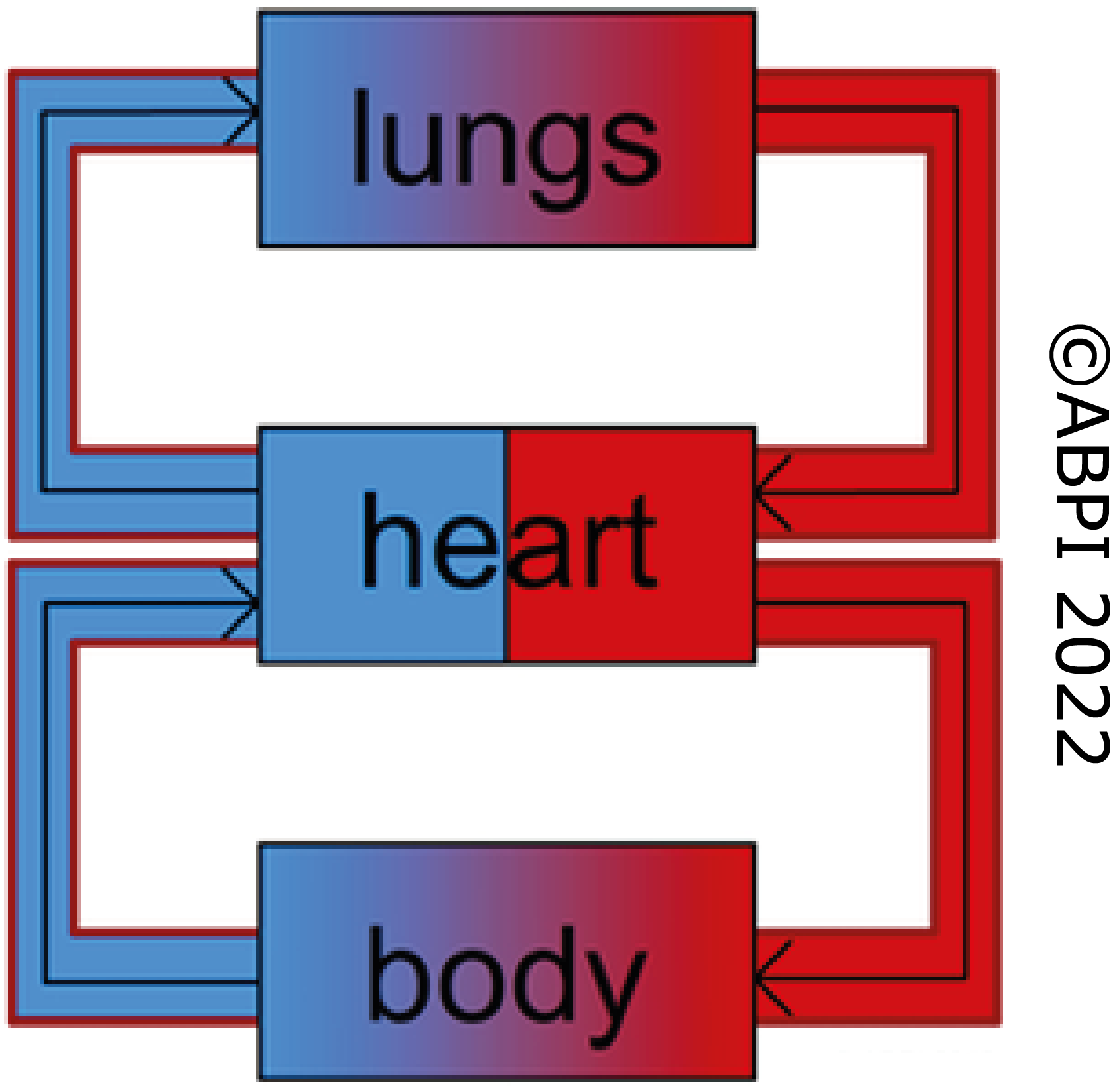 Double Circulation