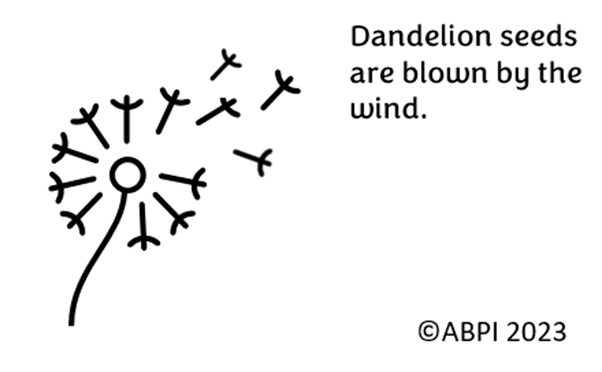 Dandelion