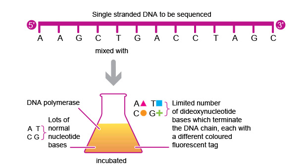 DNA 1