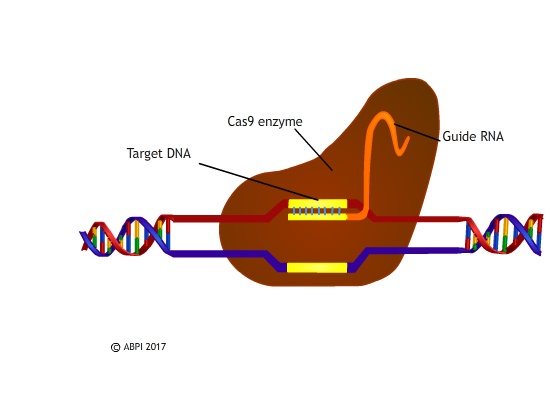 CRISPR-Cas9 – the most effective gene editing tool to date