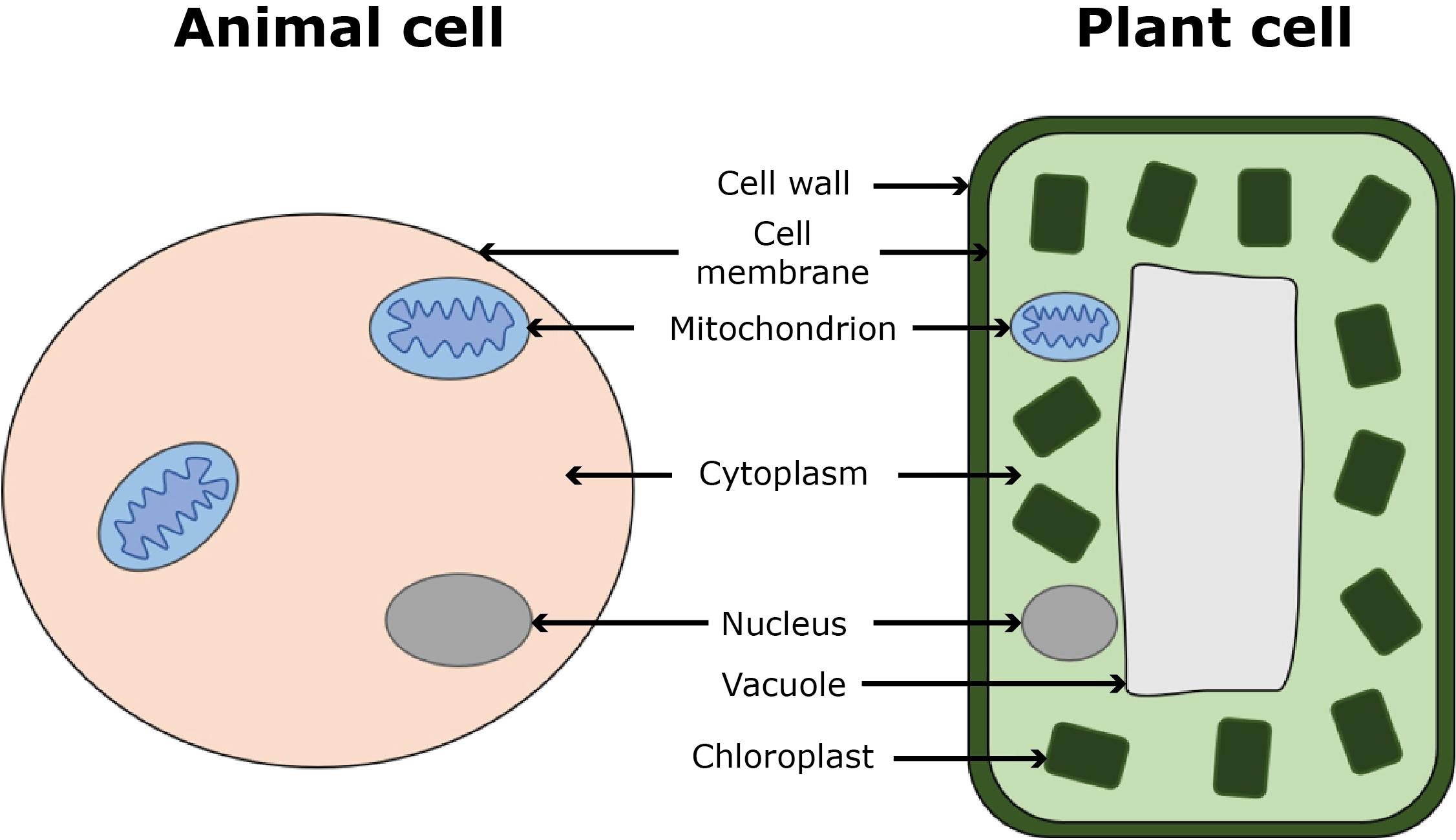 Animal cells and plant cells
