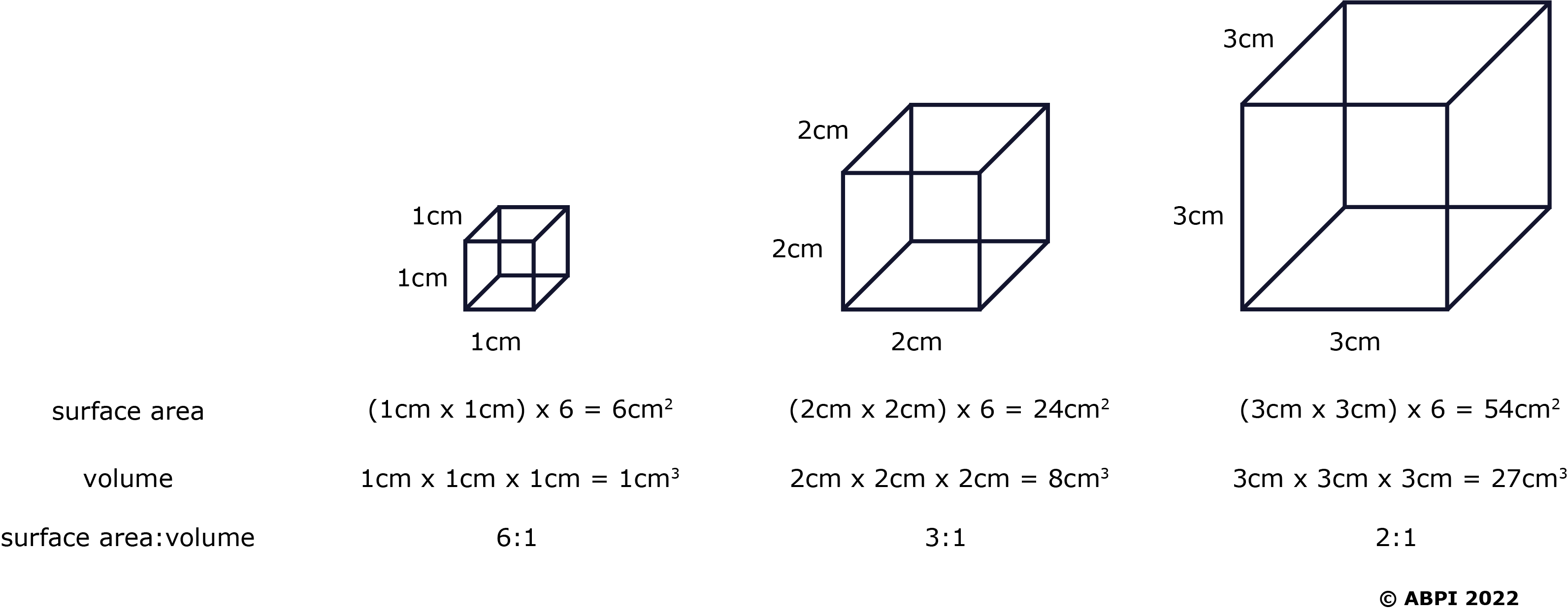 Surface Area Volume Ratio V2