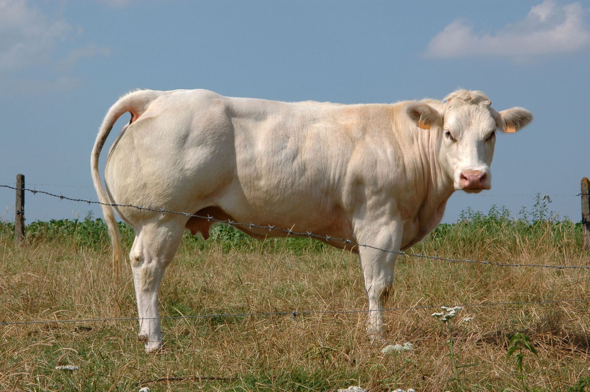 belgian blue cattle muscle