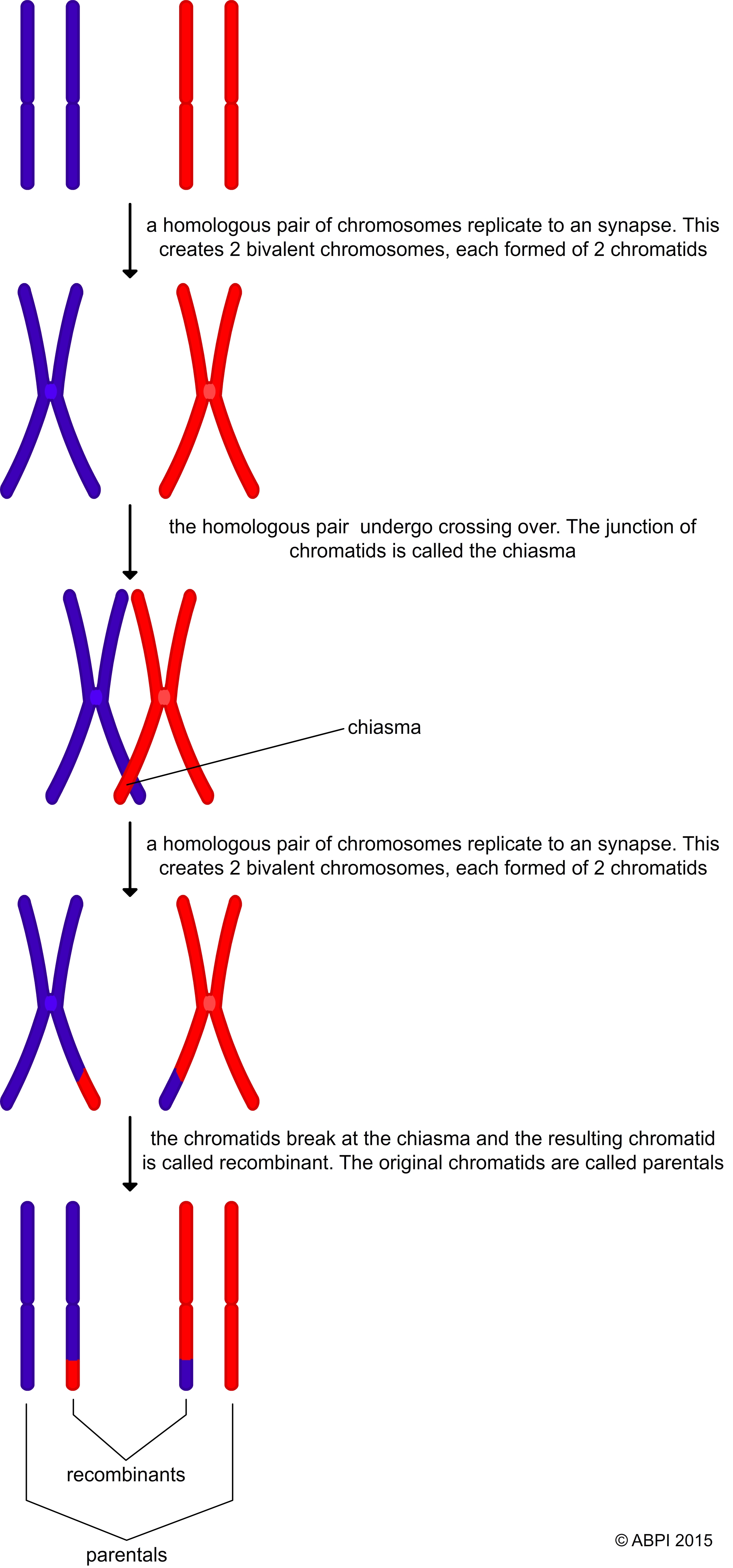 Crossing-over (recombination is another way in which variation is introduced into the haploid daughter cells produced in meiosis.)