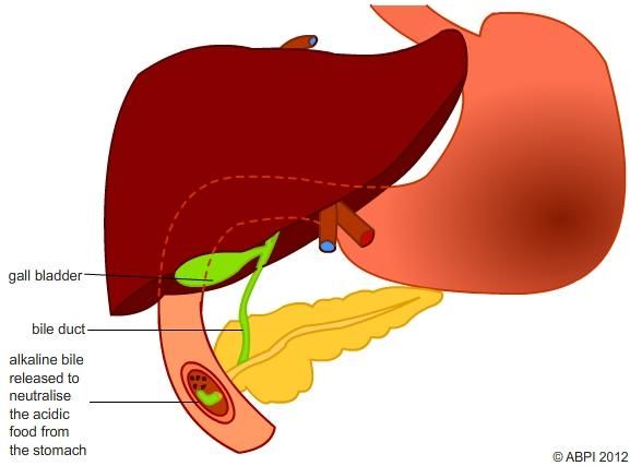 Bile Labelled