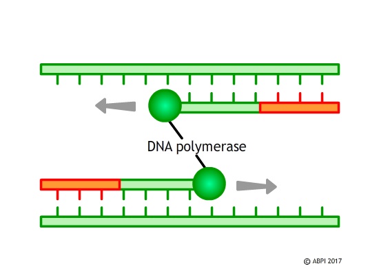 Polymerase10