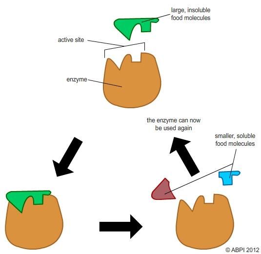 Enzymes Lock And Key Animation