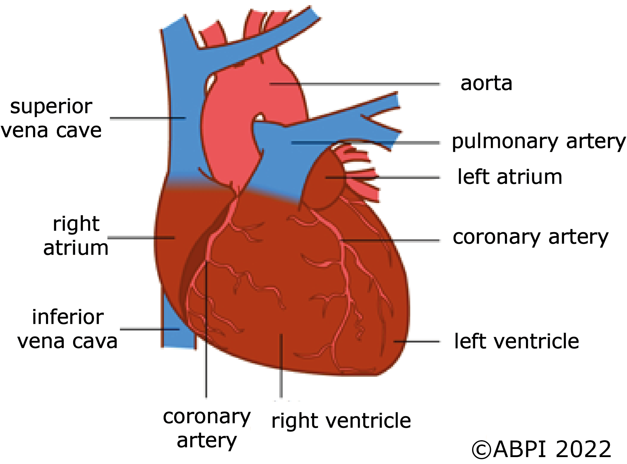 Human Heart (1)