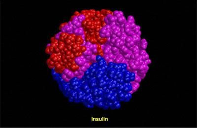 This model shows the structure of insulin. It is a complex protein hormone.  Image courtesy of: T. Blundell & N. Campillo / Wellcome Images