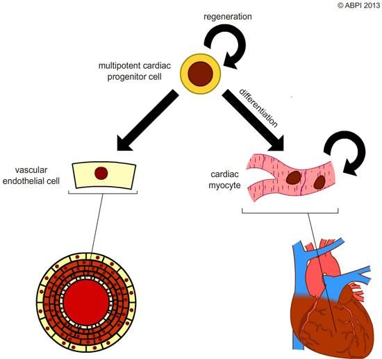 Stem Cells6 (1)