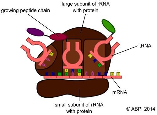 Ribosome