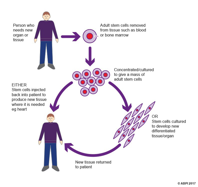 Stem Cells8 (1)