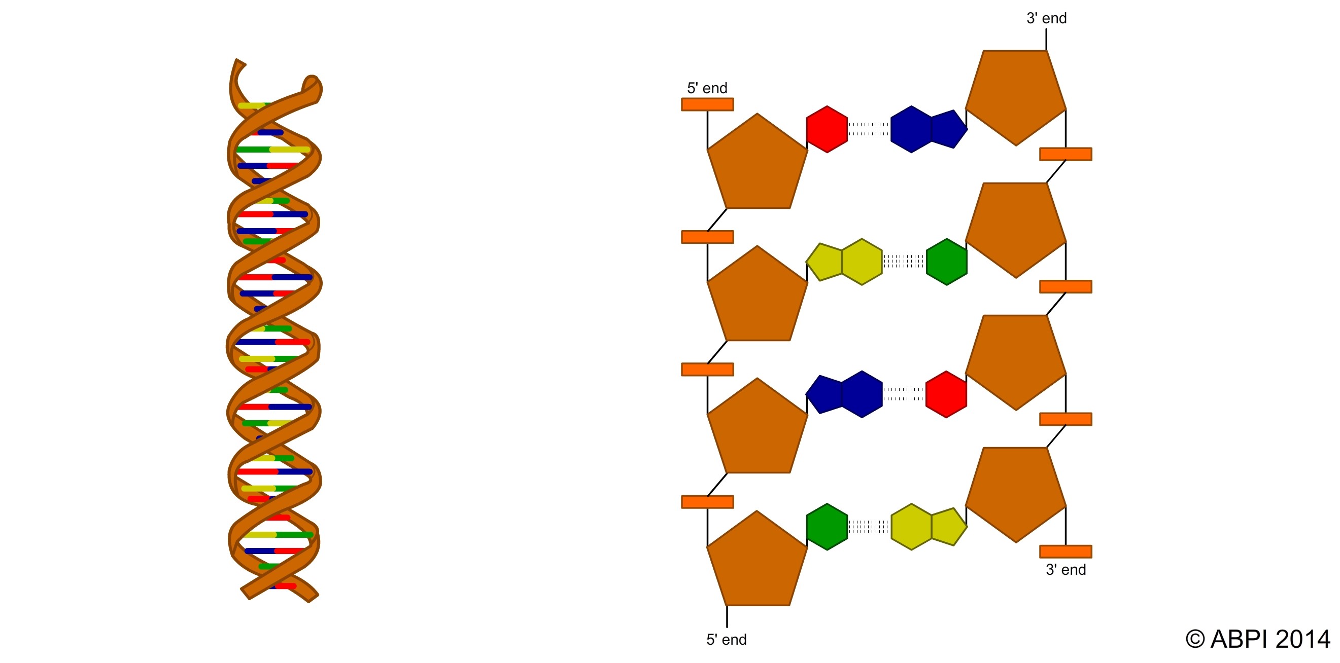 DNA Double Helix 1