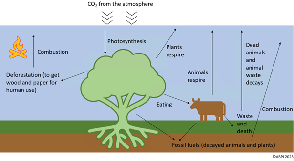 The carbon cycle