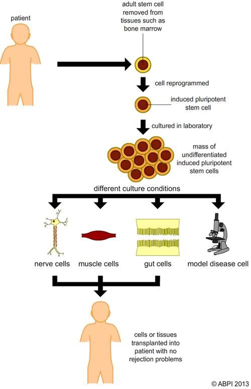 Stem Cells9 (1)