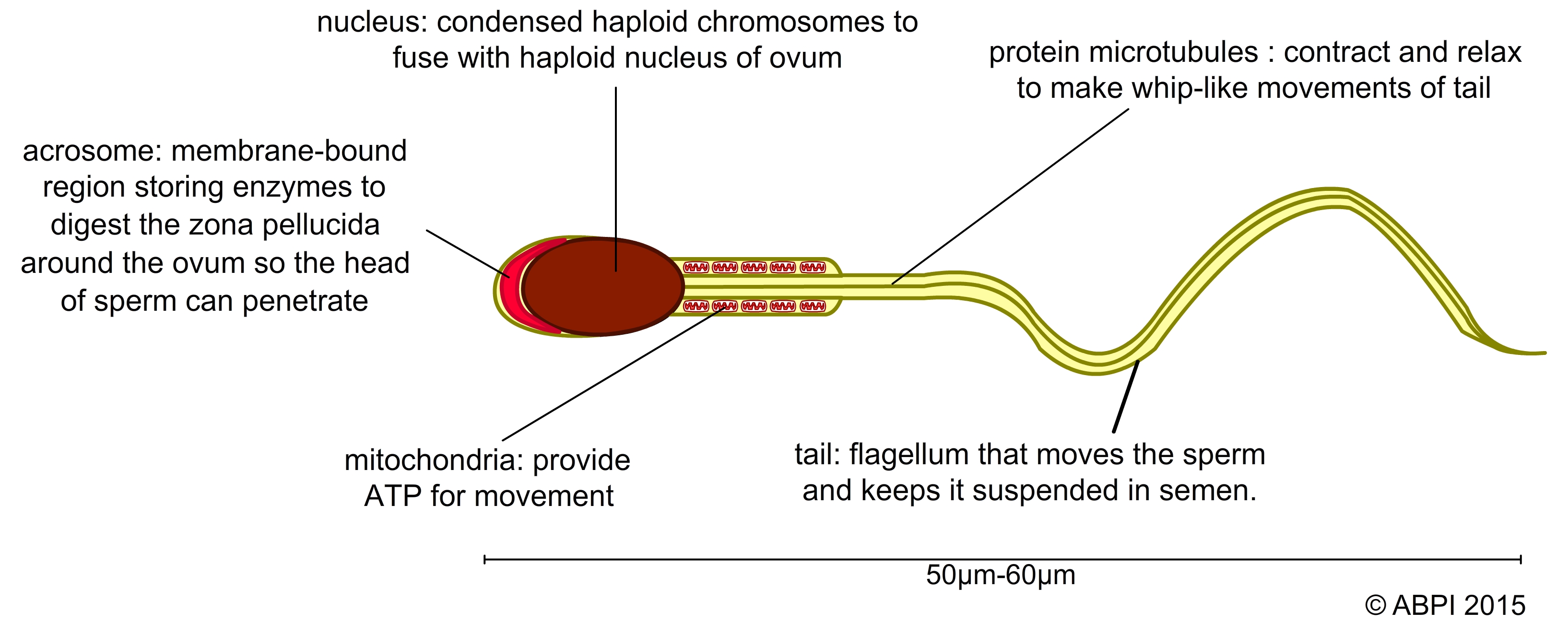 Sperm Cell