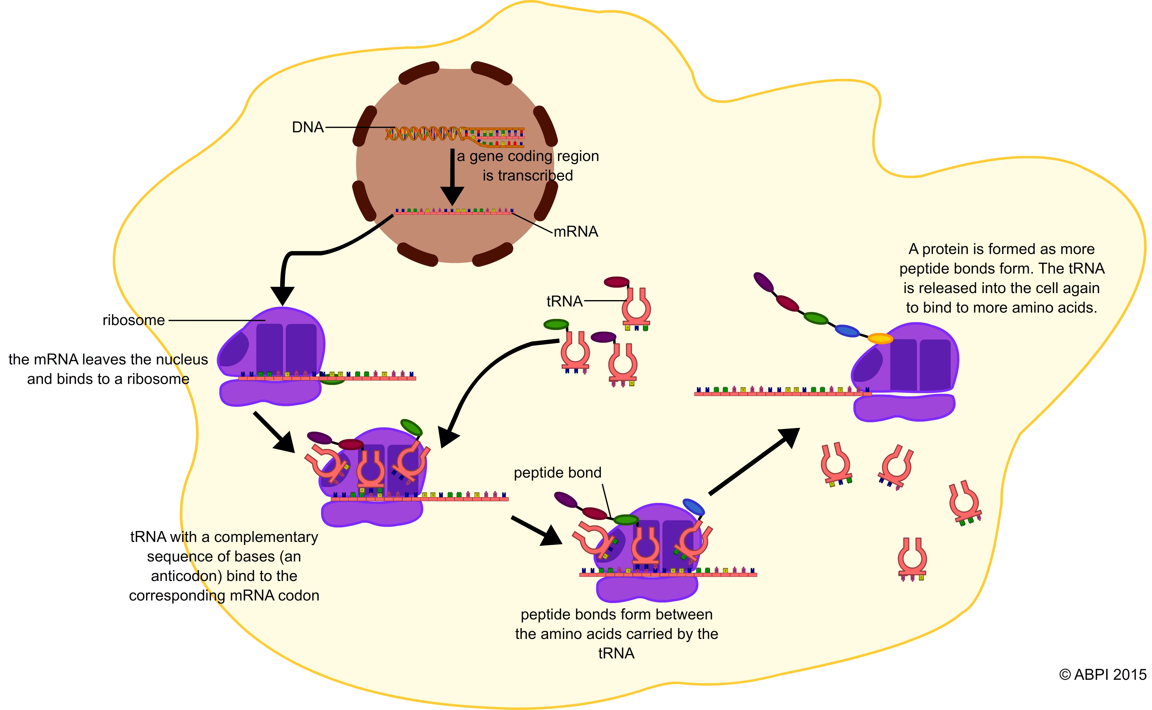 term paper on protein synthesis