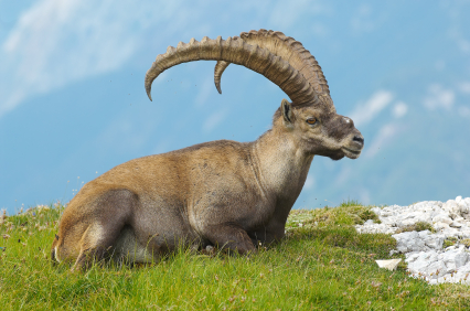 Pyrenean Ibex (1)