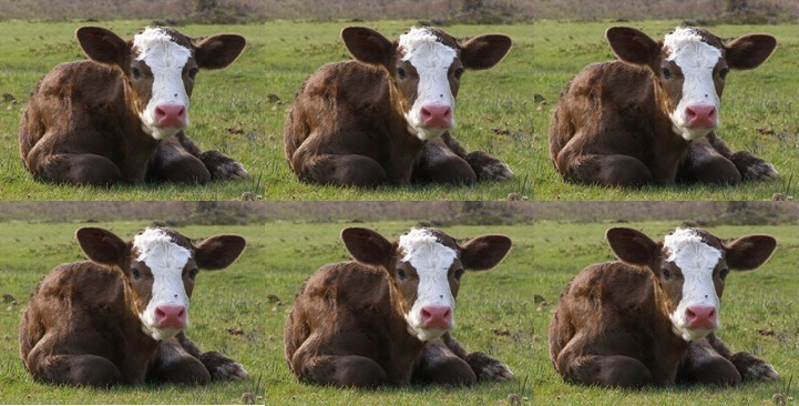 Cattle Collage