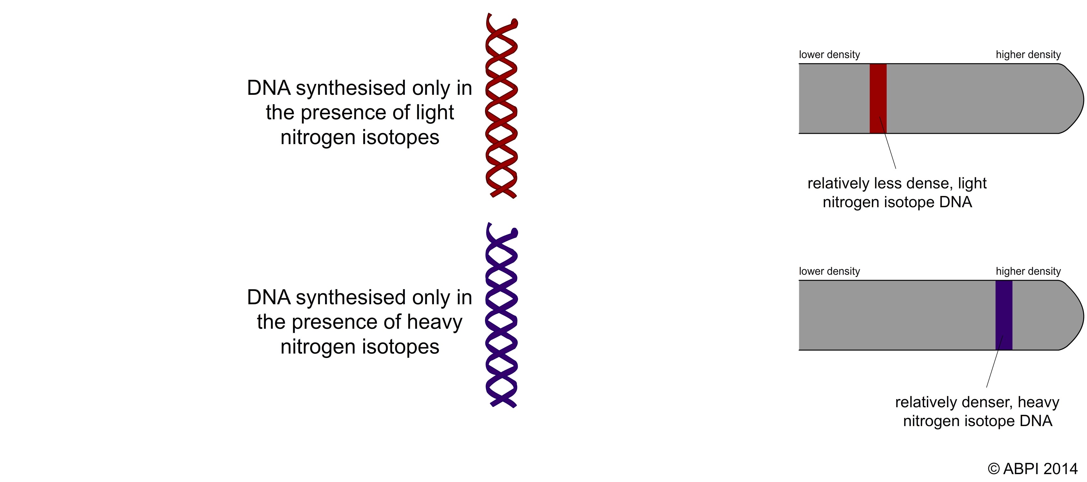 DNA Replication Experiment 1