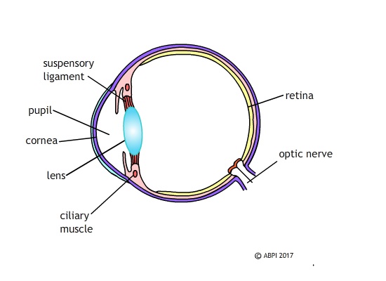 Stem Cells15 (1)