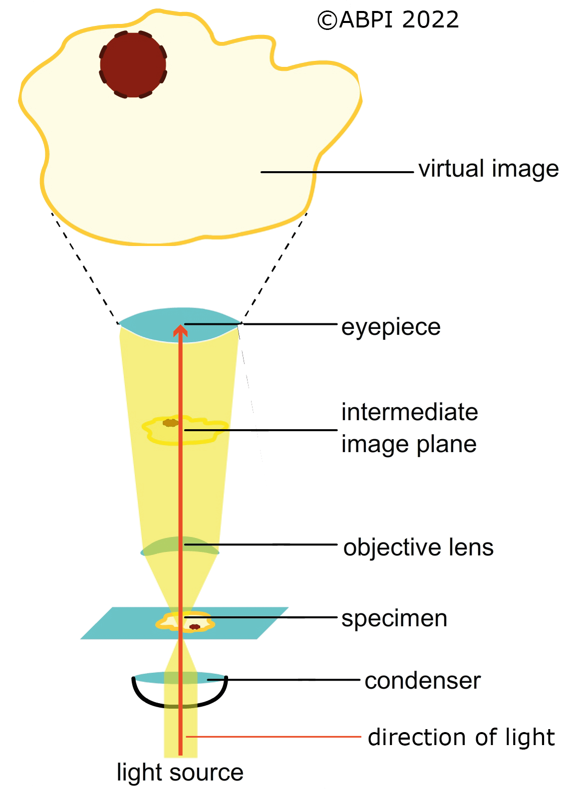 Microscope New