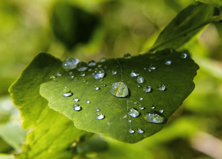 Drops On Leaf