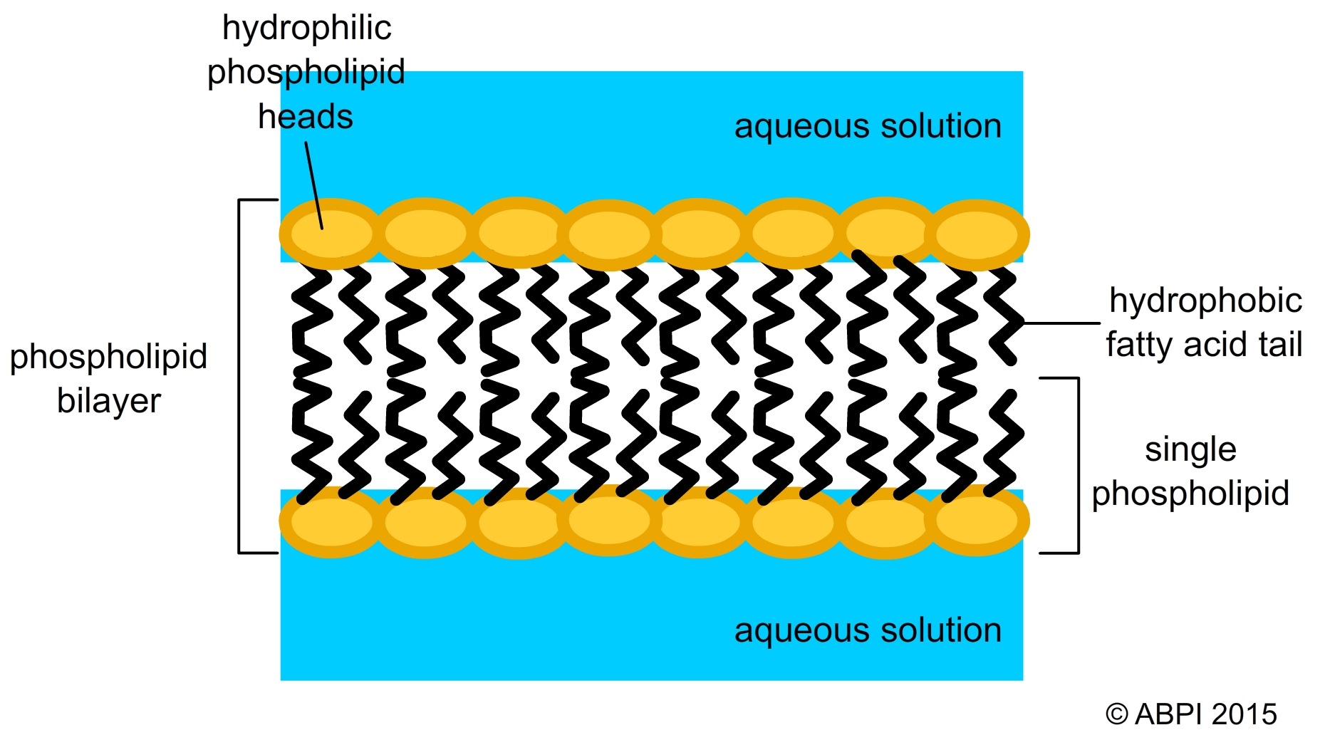 Phospholipid Bilayer Of The Cell Membrane