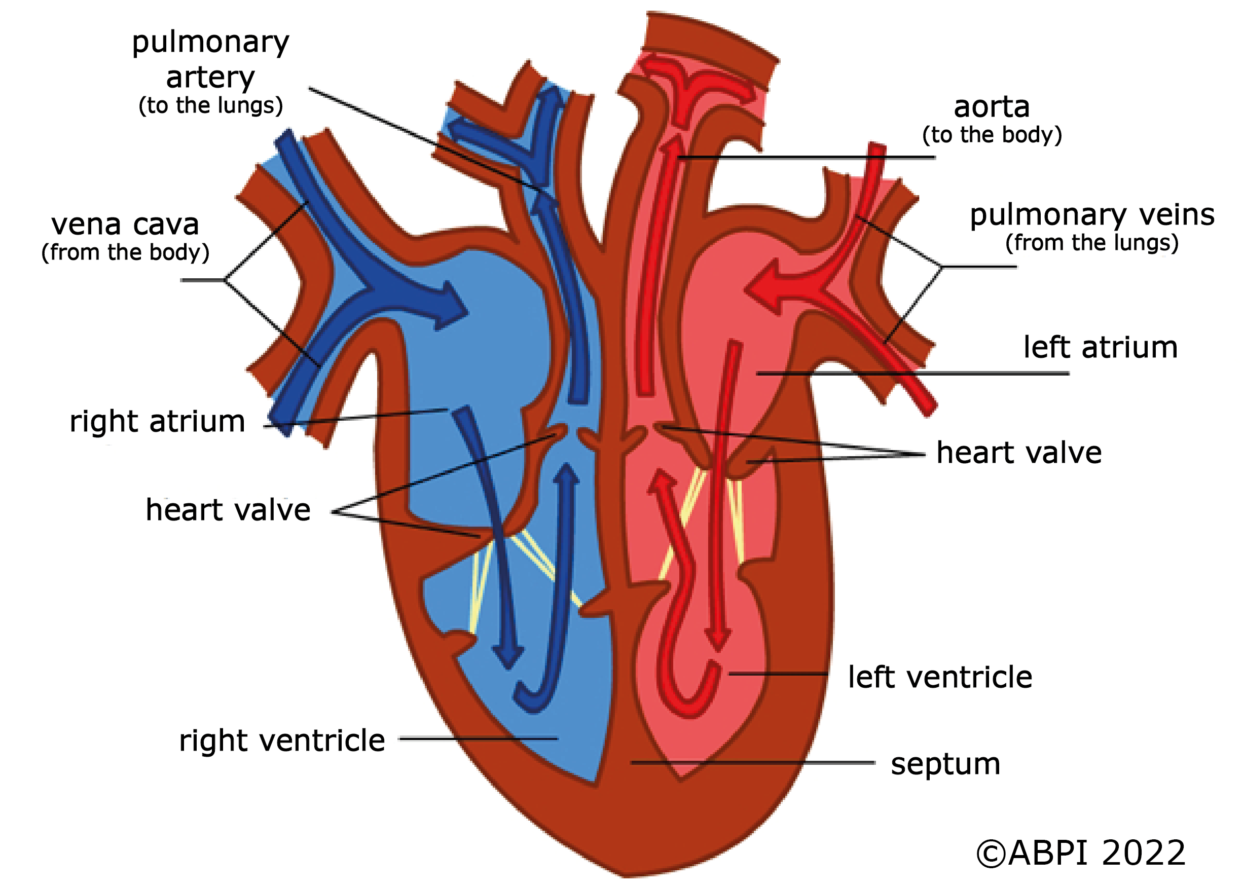Heart Inner Structure