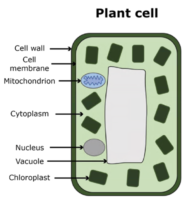 plant cell