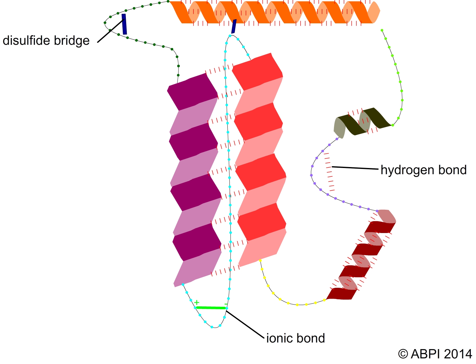 most enzymes are