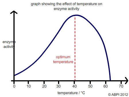 Temperature Enzymes