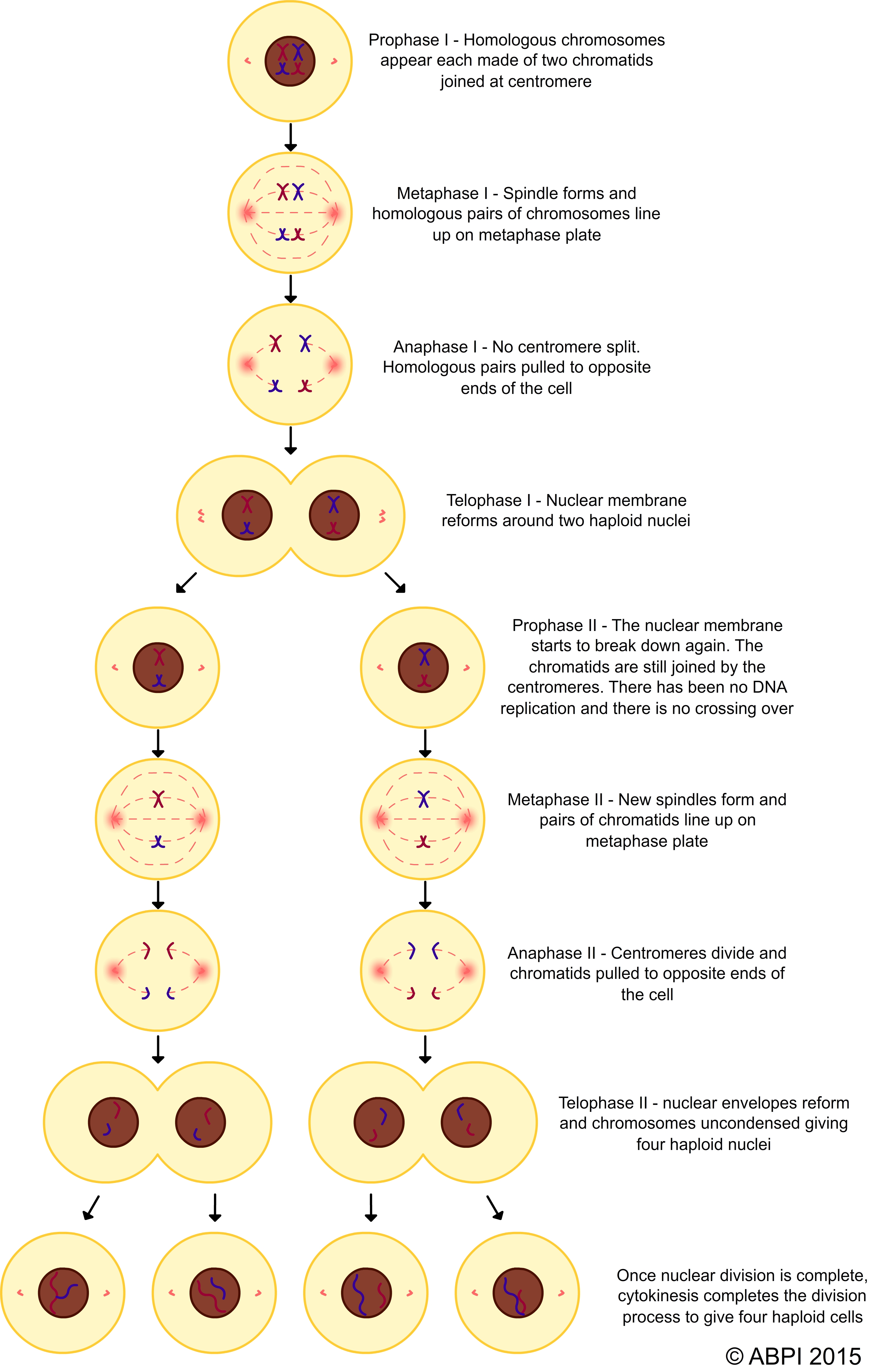 Meiosis