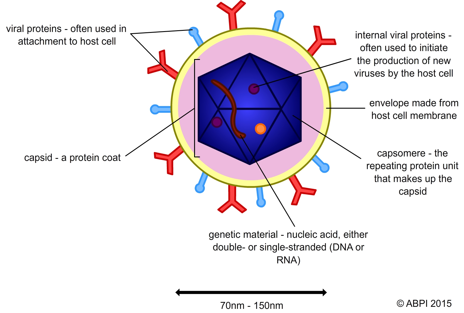 Viruses