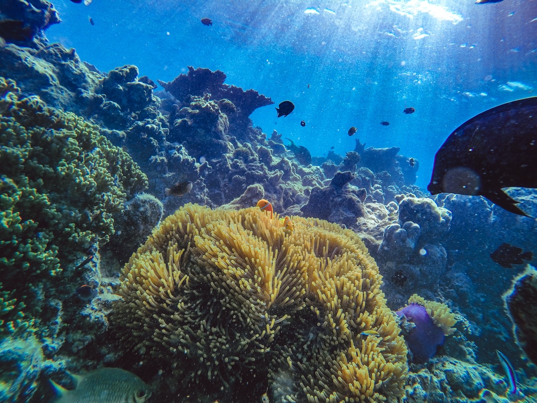 Coral Reef