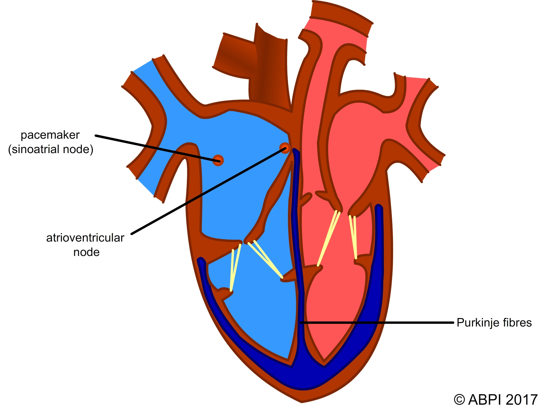 the-heart