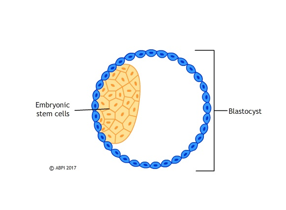 Em. Stem Cells