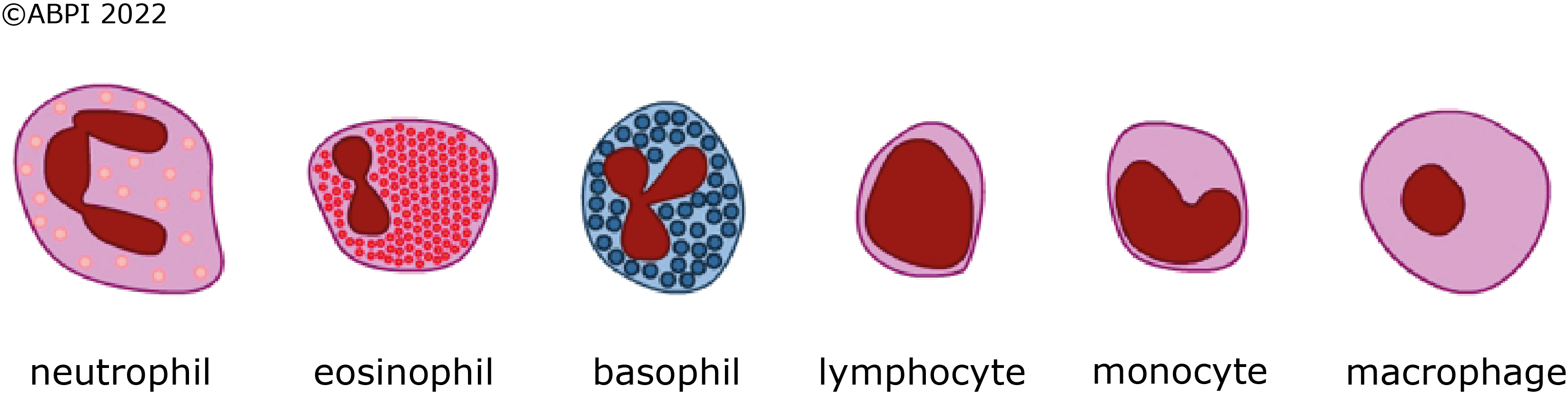 White Blood Cells Horizontal