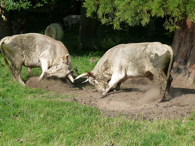 Chillingham Wild Cattle (1)