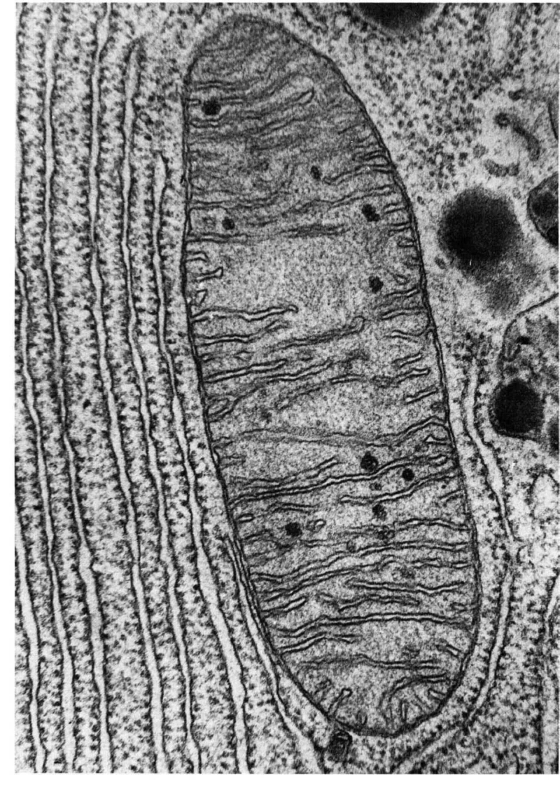 Mitochondrion