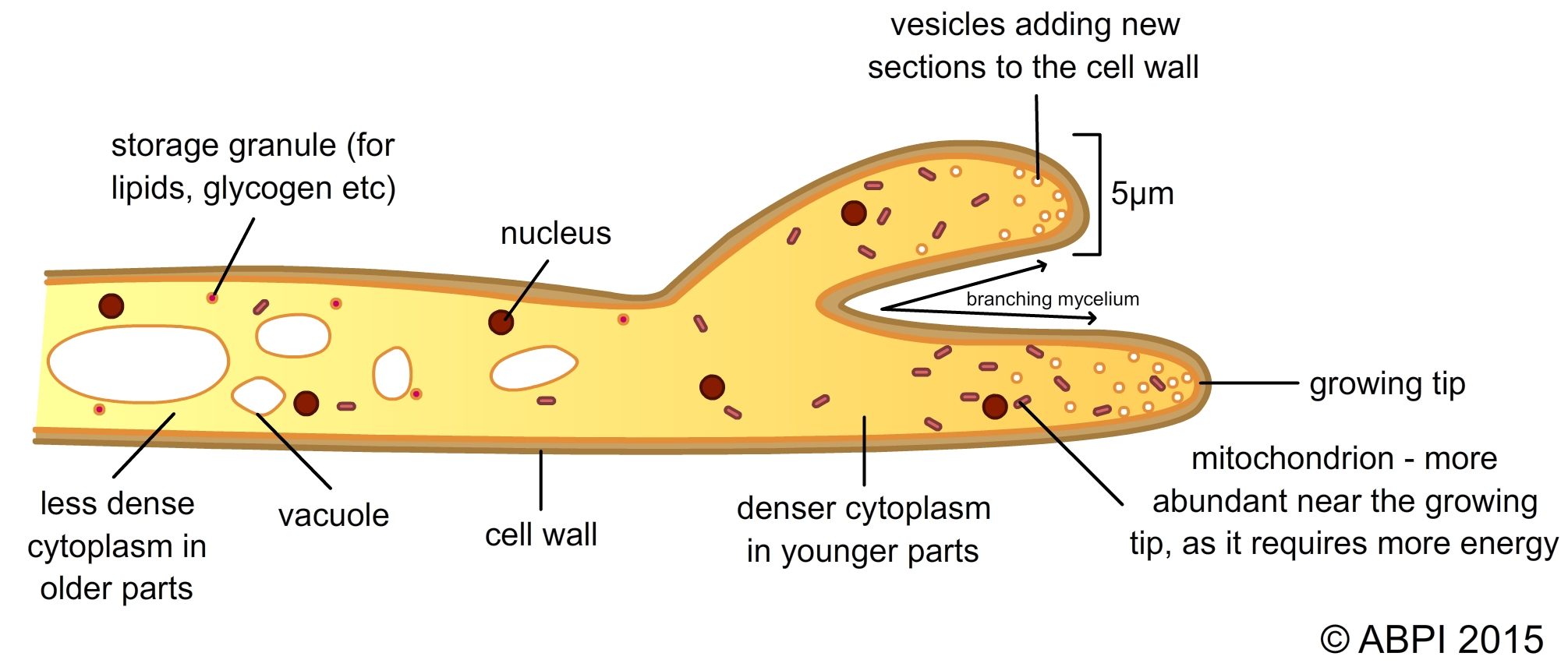 Structure Of Fungal Cell With Diagram Fungi