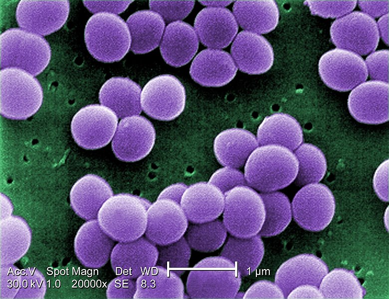 Staph. Aureus Bacteria