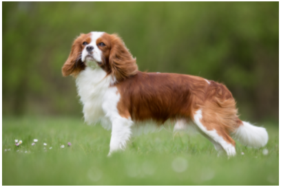 KC Spaniel