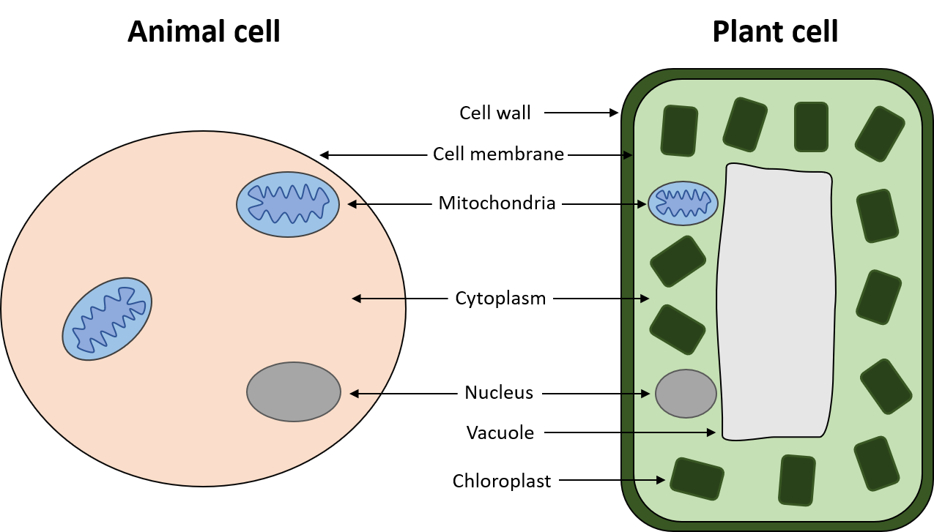 Animal cells and plant cells